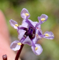 Ceanothus pinetorum