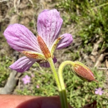 Geranium californicum