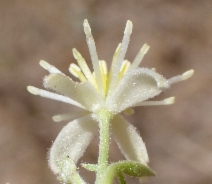 Clematis ligusticifolia