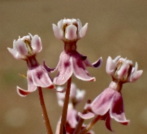 Asclepias fascicularis