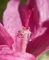 Sidalcea oregana