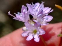 Gilia capitata - Calflora