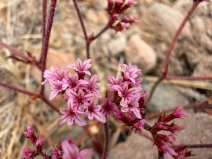 Chorizanthe staticoides