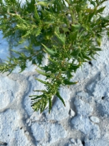 Oxybasis macrosperma