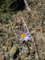 Erigeron serpentinus