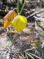 Calochortus raichei