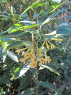 Cestrum parqui