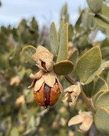 Simmondsia chinensis