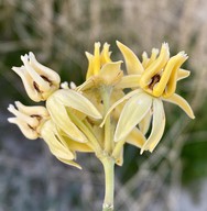 Asclepias subulata
