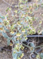 Eriogonum viridescens