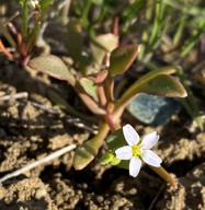 Claytonia perfoliata
