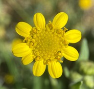 Monolopia stricta