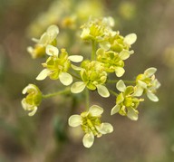 Lepidium jaredii