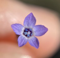 Gilia minor