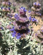 Salvia dorrii var. pilosa
