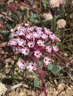 Abronia pogonantha