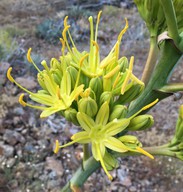 Agave deserti