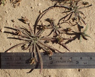 Plantago elongata