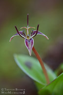 Scoliopus bigelovii