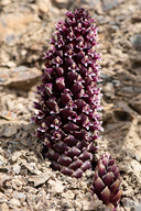 Kopsiopsis strobilacea