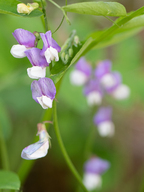 Lathyrus vestitus