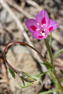 Clarkia gracilis