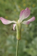 Raphanus sativus