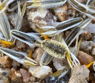 Leptosyne bigelovii