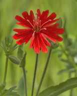 Silene laciniata ssp. californica