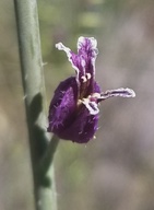 Streptanthus glandulosus ssp. glandulosus