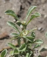 Hesperevax sparsiflora var. sparsiflora