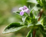 Pogogyne serpylloides