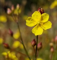 Crocanthemum scoparium