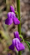 Antirrhinum vexillo-calyculatum