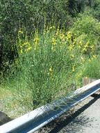 Cytisus multiflorus