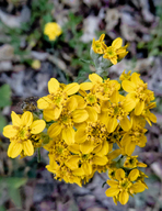 Eriophyllum confertiflorum var. confertiflorum