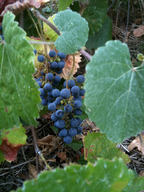 Vitis californica