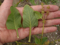 Emex spinosa