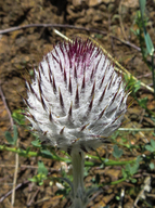 Cirsium occidentale var. californicum