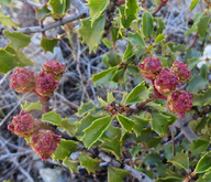 Ceanothus jepsonii