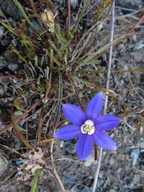 Brodiaea stellaris