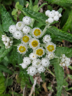 Anaphalis margaritacea