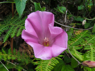 Calystegia purpurata ssp. purpurata