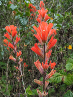Castilleja subinclusa ssp. franciscana