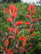 Castilleja subinclusa ssp. franciscana