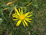 Grindelia stricta var. angustifolia