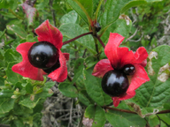 Lonicera involucrata var. ledebourii