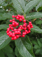 Sambucus racemosa