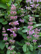 Stachys ajugoides