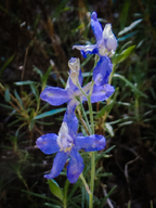 Delphinium parryi ssp. parryi